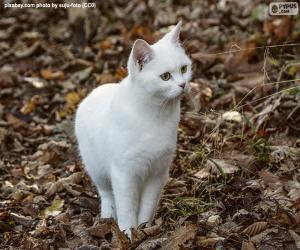 yapboz Beyaz yavru kedi